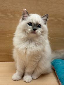 Ragdoll