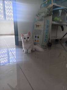 munchkin longhair odd eyes kitten