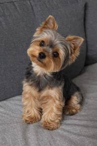 F6282 Bubbly Silkese Long Hair Small Puppy Baby Do