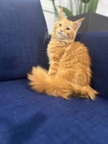 Maine coon Male kitten