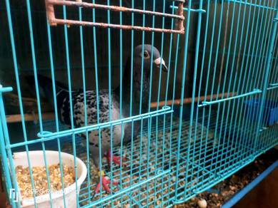 merpati racing homer 