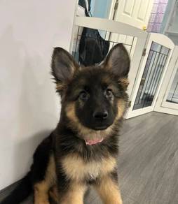 German Shepherd