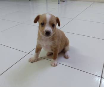 7 weeks old male Pomeranian mix 