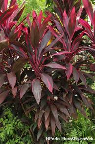 Cordyline Fruticosa 'Firebrand'