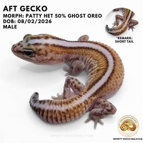 AFT African Fat Tailed Gecko Malaysia Patty 肥尾守宫