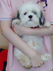 Shih Tzu