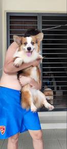 corgi adult 柯基成犬