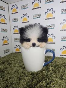 super tiny size teacup pomeranian pom pom puppy