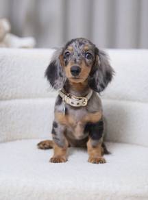 MINIATURE DACHSHUND Puppies VIP50🐻 Dappled Female