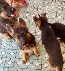 German Shepherd Puppies Available 🐾