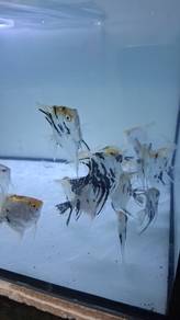 Angle fish