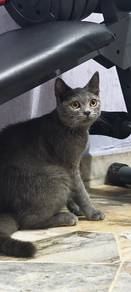 bsh