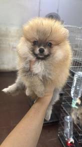 博美女
Pomeranian
Female 
F385
Dob : 2个月大