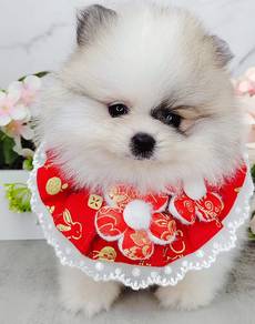 Tiny Pomeranian