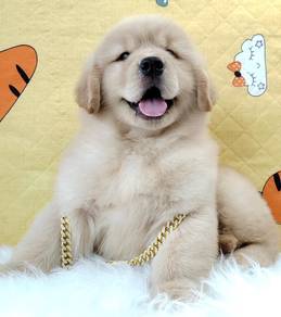 Golden Retriever