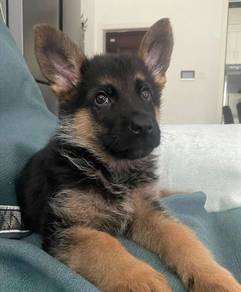German Sheperd