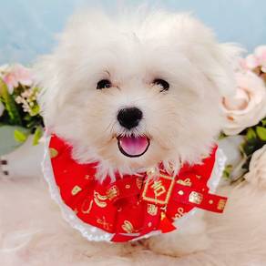 Bichon