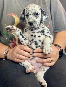 dalmatian l