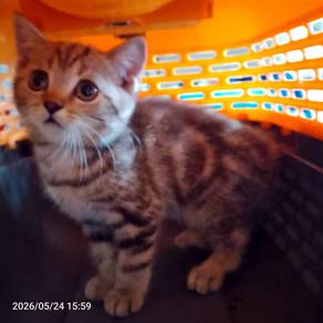 bsh kitten 