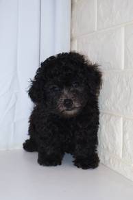 J0491 Grey Poodle Teddy Bear Puppy