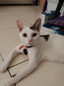 Active, Cute, Clever, can friends with dog