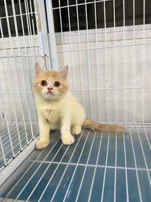 British shorthair kitten