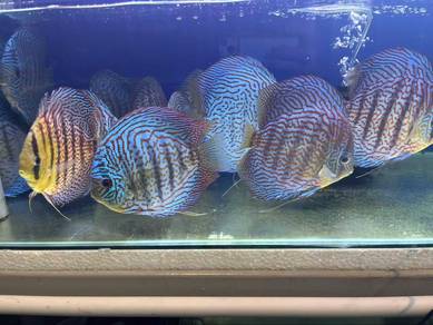 Discus