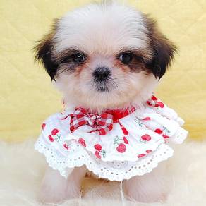 Shih Tzu