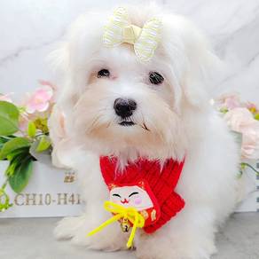 Maltese