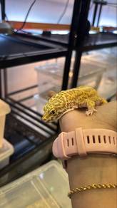 Giant Gecko