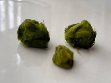 Marimo Moss Ball