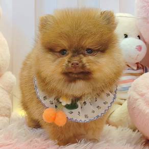 Pomeranian