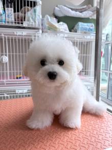Korean frise bichon