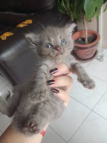 bsh mix kitten