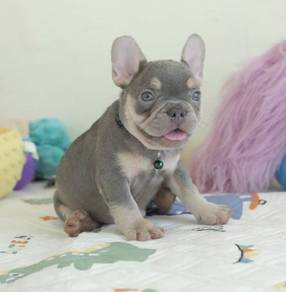 FRENCH BULLDOG PUPPIES VIP35🌻Cute Puppy Boy~Girl