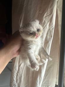 Anak Kucing Comel Bsh Mix American Curl + Parsi