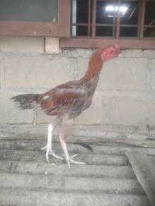 ayam jate mudo