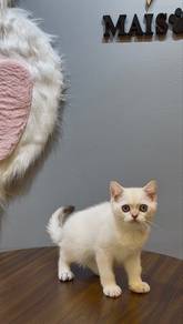 Pure breed BSH - Golden Point