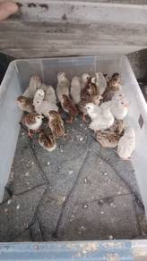 ayam mutiara