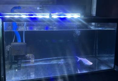 Akuarium 2 Kaki / Fish Tank – Tank Sahaja