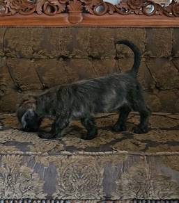 Poodle mixed Dachshund