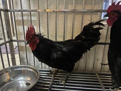 Ayam Jantan hitam