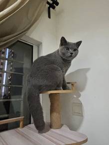 BSH rehome