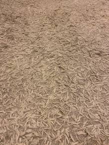 carpet