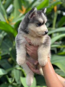 husky 5