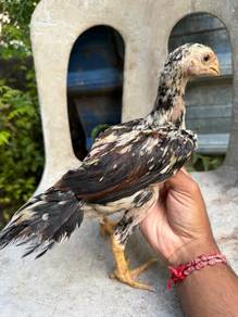 ayam Ank Aseel parrotbeak