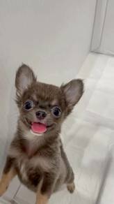 apple head Chihuahua 10