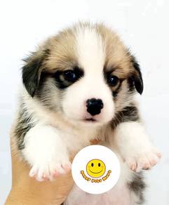 RXH555 long haired Welsh Corgi puppies dogs
