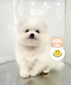Hg_9712 adorable snow ball Pomeranian puppy