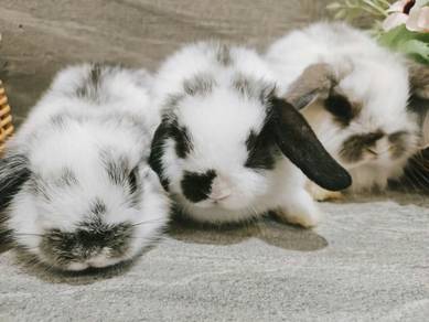 Lop Rabbit Mini